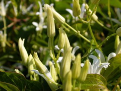 DSCN2466.JPG