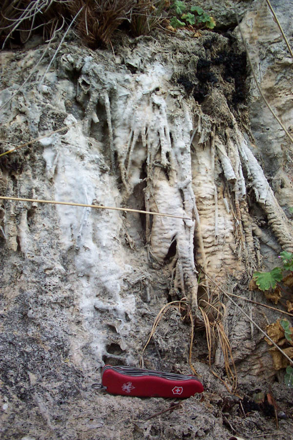 27 - roots