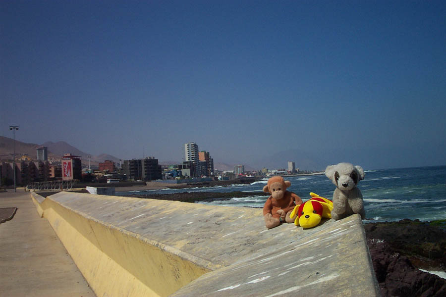005 - animals @ coast