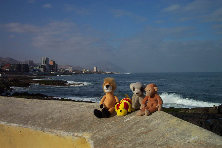 006 - animals @ coast