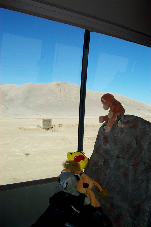 016 - animals out window