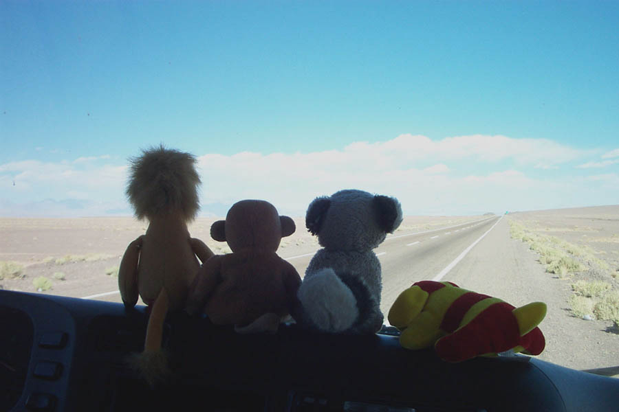 029 - animals looking at licancabur