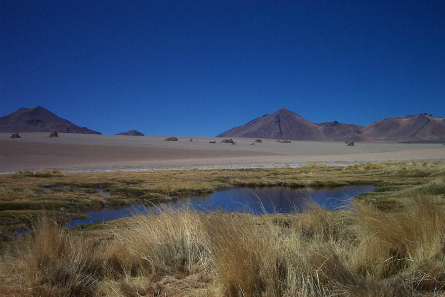 055 - dali oasis