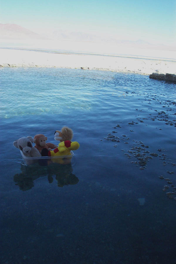 069 - animals at thermales