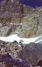 Summit day for Wheeler Peak, flowers in the cirque